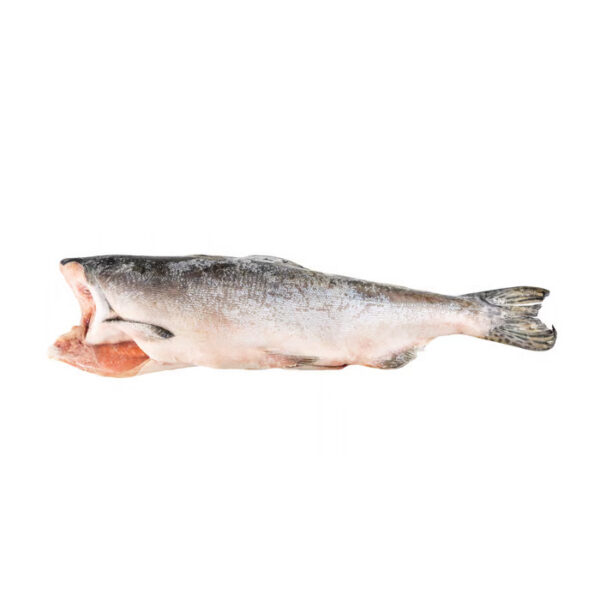 Cá hồi hồng (lưng gù)